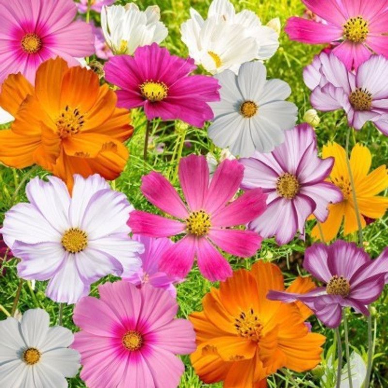 Mozette Cosmos Seed  (41 per packet)
