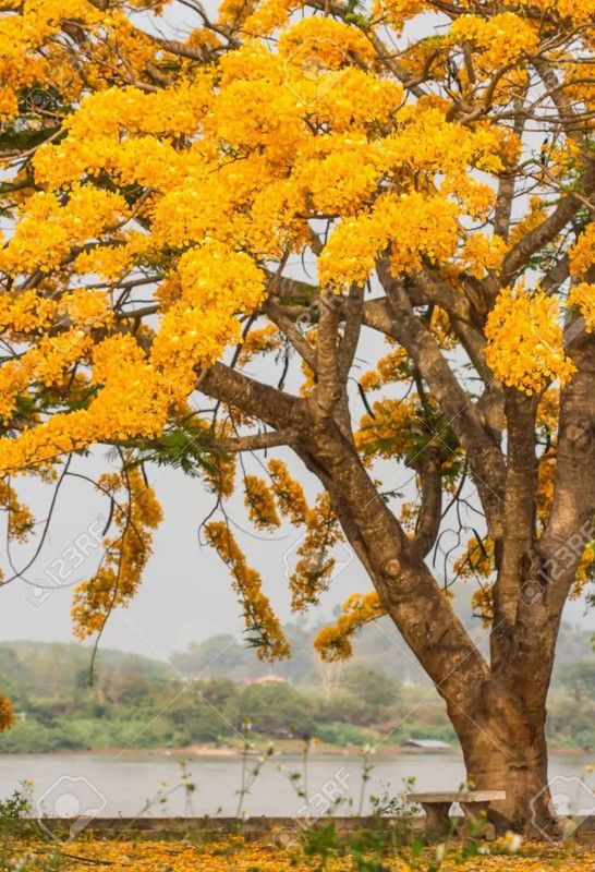 LYRS Yellow Pila Gulmohar Tree FlowerSeed For Home Planting - 500 Seed  (35 per packet)