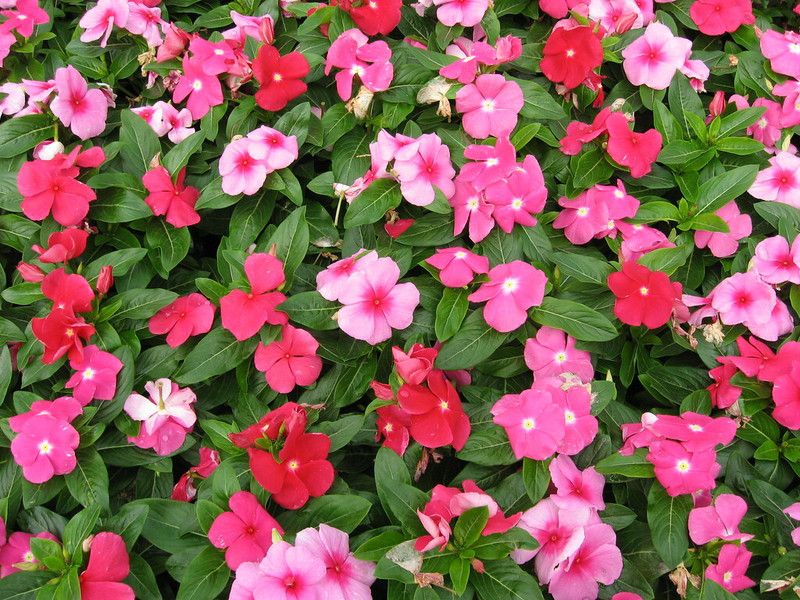 Mozette Exotic vinca Seed  (34 per packet)