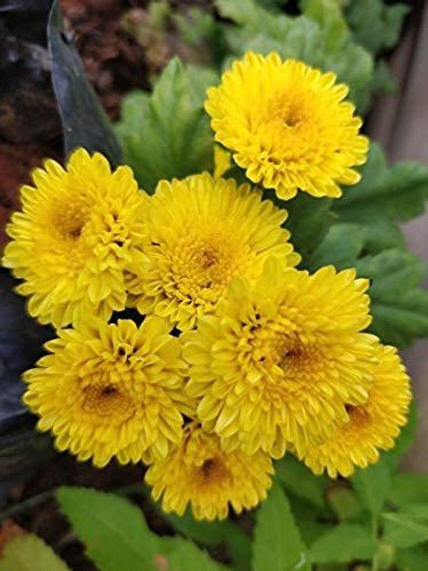 KANAYA Chrysanthemum Mix Flower Seed  (115 per packet)