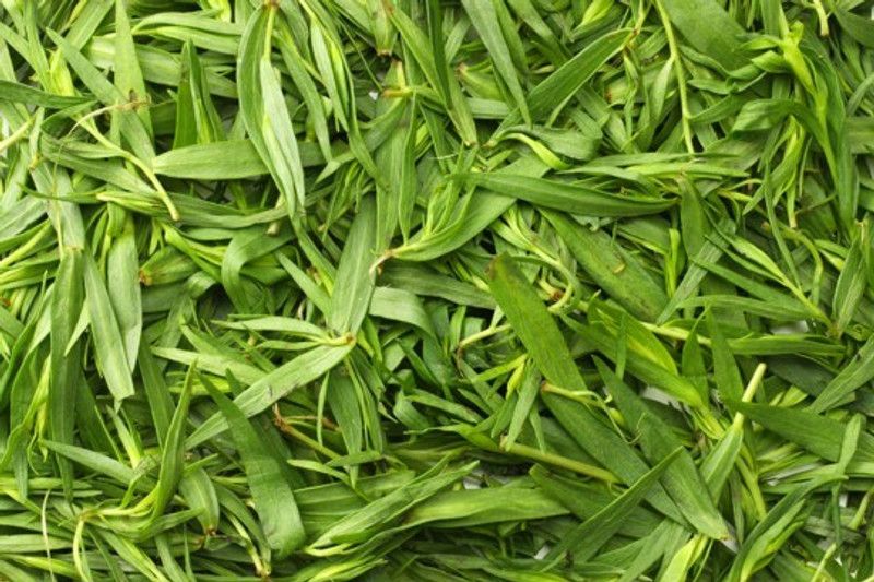 Mozette Organic terragon herb Seed  (29 per packet)