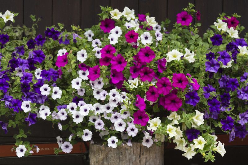 WHADE Spreading (Wave) Petunia Seed  (150 per packet)