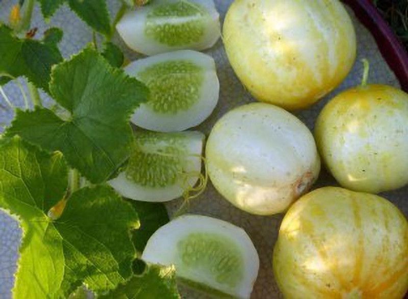 Mozette Cucumber yellow round Seed  (36 per packet)