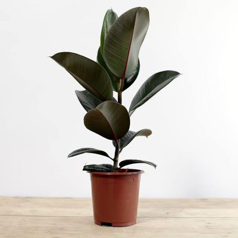 Natural Nursery Rubber Tree  (Pack of 1)