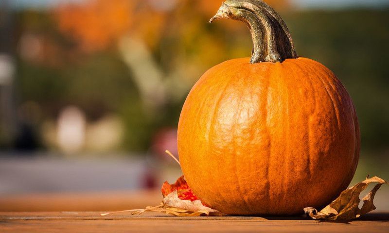 Organic Galaxy Fresh Pumpkin Vegetable Hybrid Quality Seed  (80 per packet)