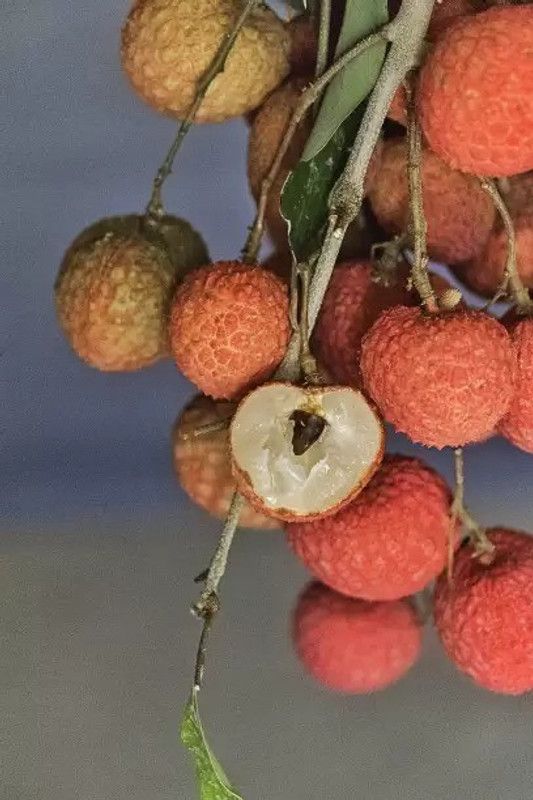 MAA Litchi, Lichi, Lychee Seed  (27 per packet)