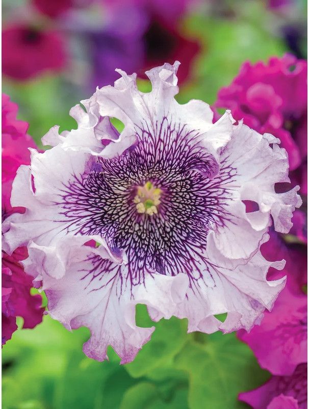 WHADE Petunia, Spellbound White Blush Seed  (150 per packet)