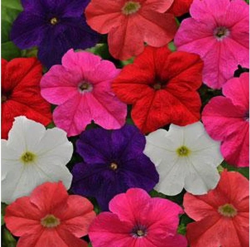 WHADE Petunia Rider Formula Mix Flower Seed  (150 per packet)