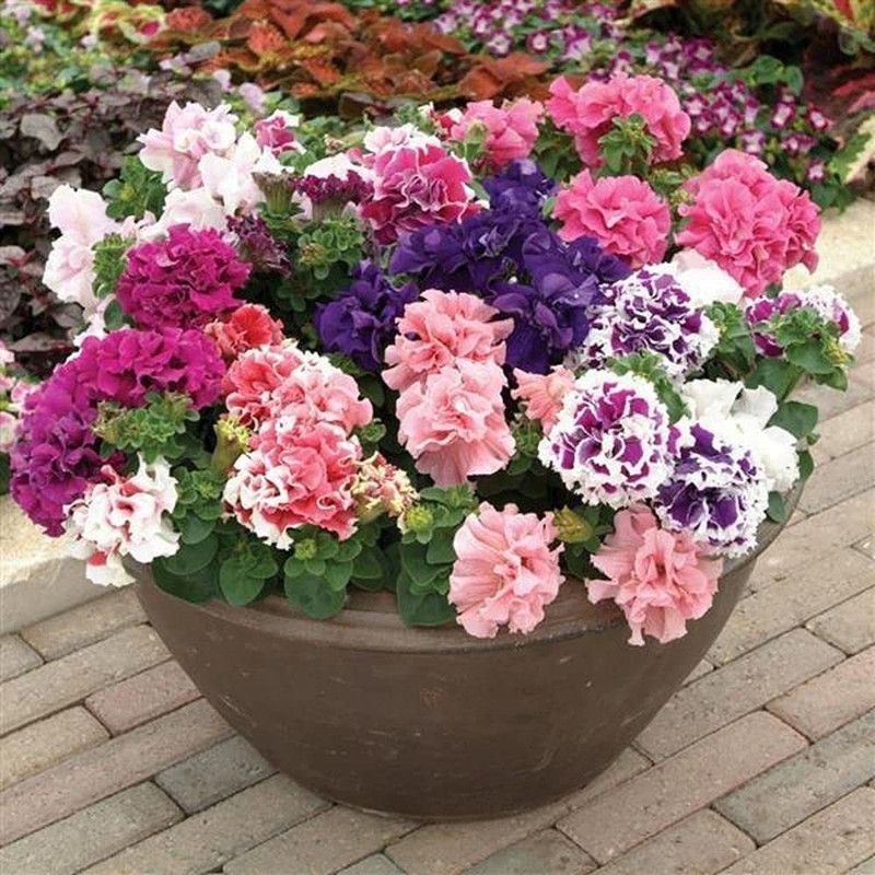 ario Petunia Flower Star Mix GMO-Free Seed  (60 per packet)
