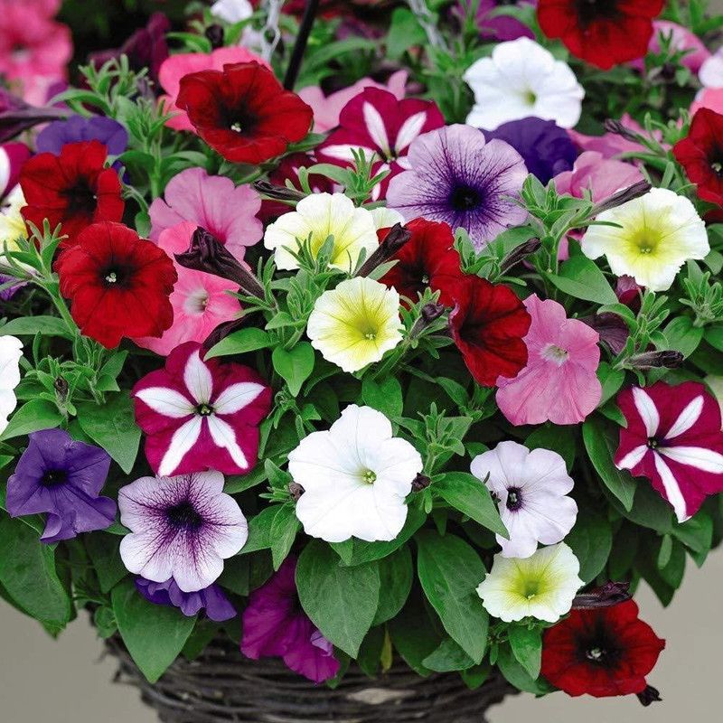ario Petunia Hybrid Flower Seed  (50 per packet)