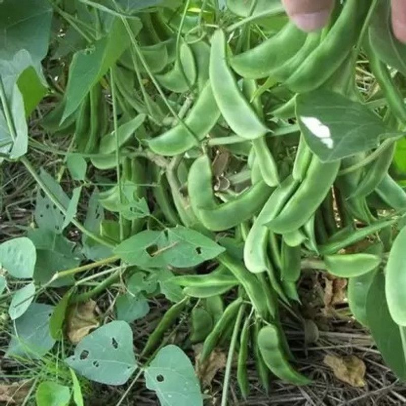 MAA Dolichos, Dolichos Beans Seed  (70 per packet)