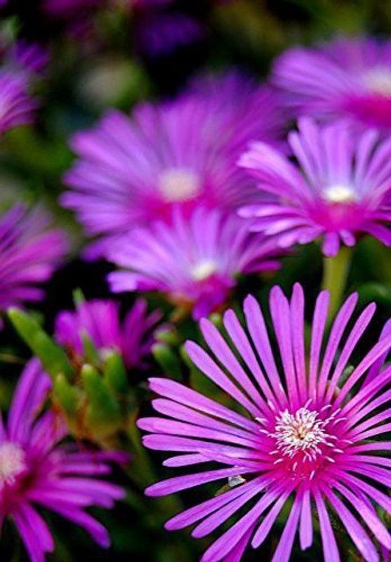 KANAYA Ice Plant Flower Seed  (33 per packet)
