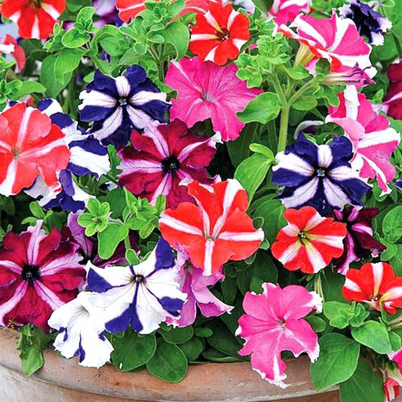 ario Petunia Mixed Colour Flower F1 Hybrid Seed  (64 per packet)