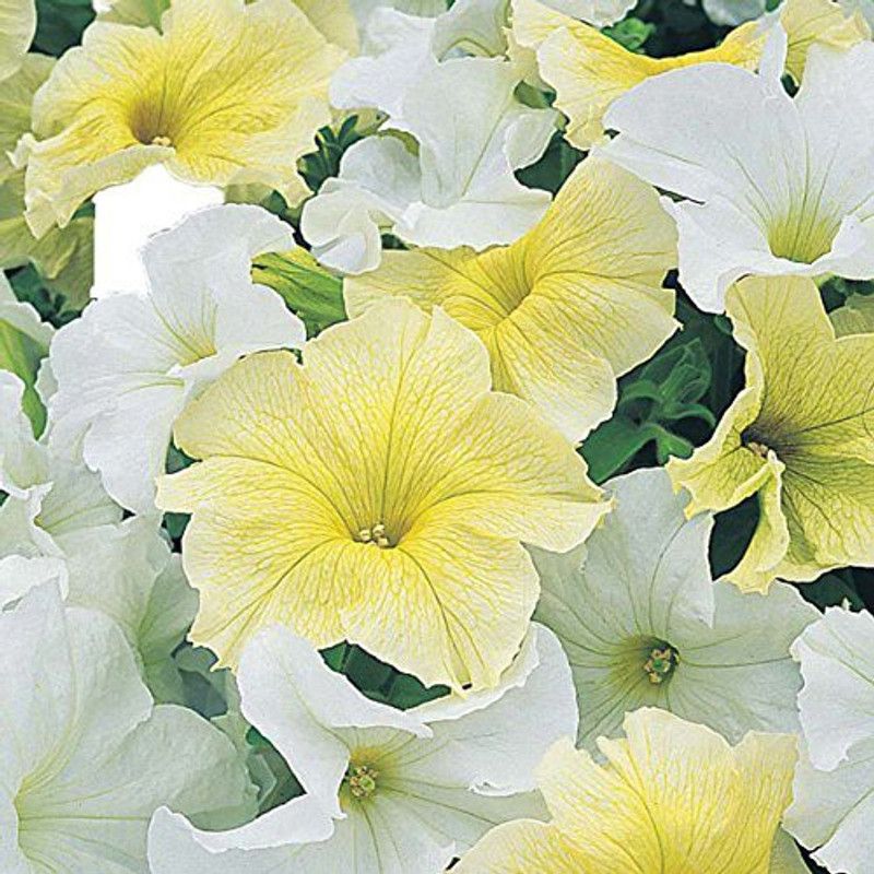ario Petunia Mixed Flower Seed  (26 per packet)