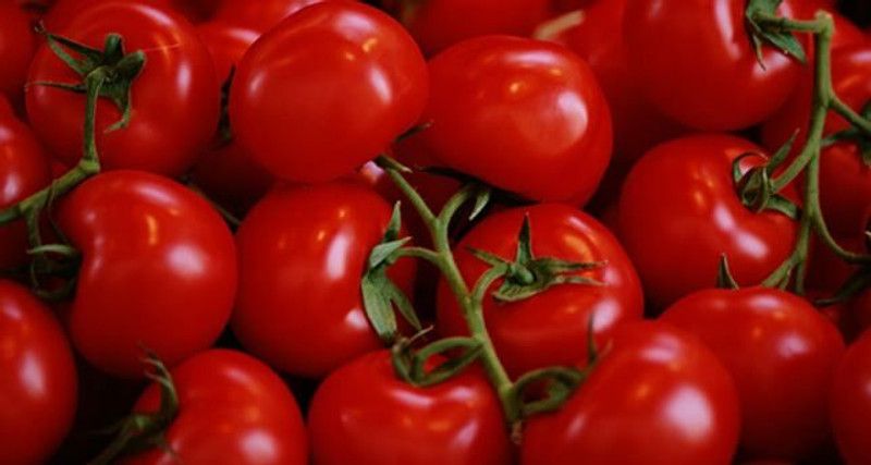 Nodoc Organic tomato Seed  (38 per packet)