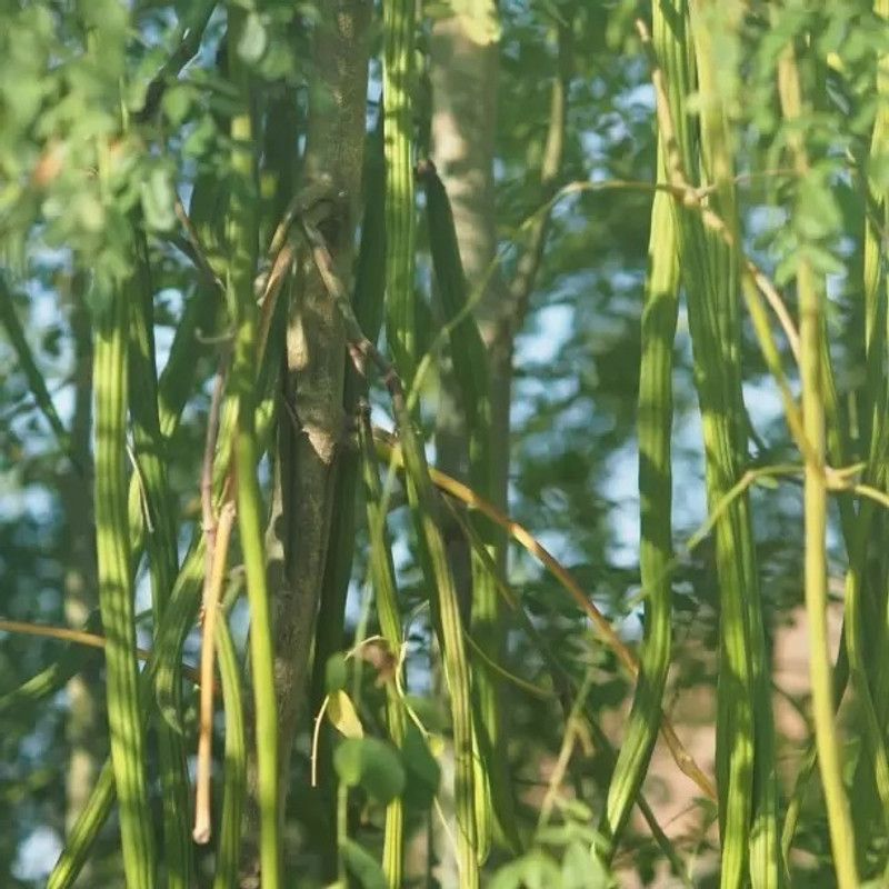 MAA Drumstick, Moringa Seed  (22 per packet)