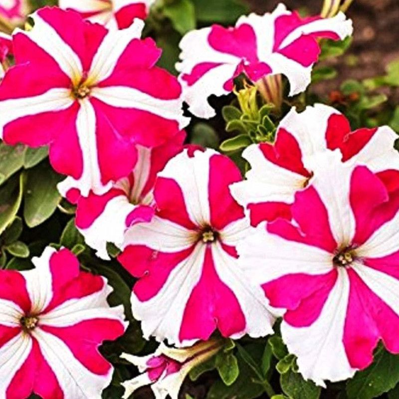 ario Petunia Ultra Star Mixed Flower Seed  (22 per packet)