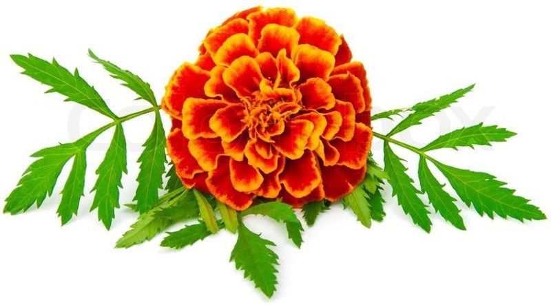 Nodoc Exotic marigold red Seed  (23 per packet)