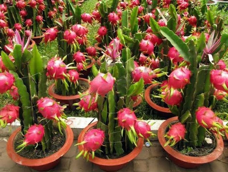 Axotic Dragon Tree  (Hybrid, Pack of 1)
