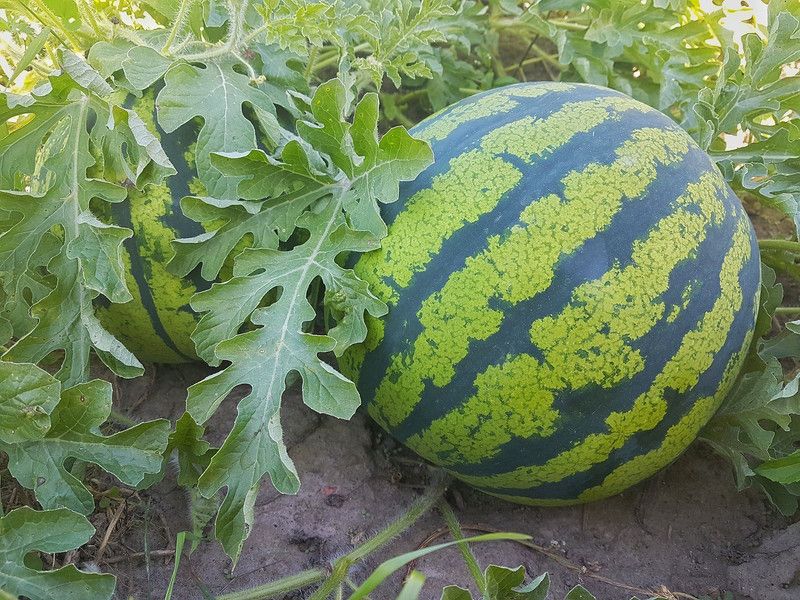 Open Garden Watermelon Tarbuj Fruit Seeds for Home Gardening 40 Seeds per Pack Seed  (40 per packet)