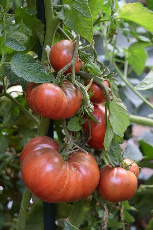 VibeX XLL-18 - Cherokee Purple Slicing Tomato - (1350 Seeds) Seed  (1350 per packet)