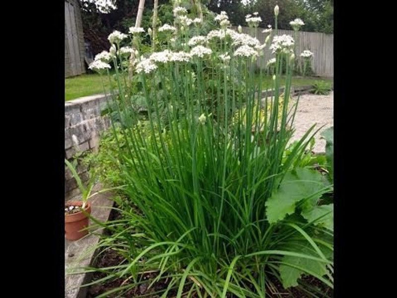 Mozette Garlic chives Seed  (36 per packet)