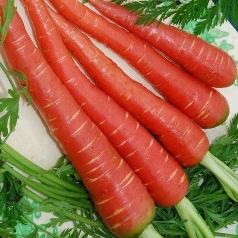 PMB Organic red carrot Seed  (20 per packet)