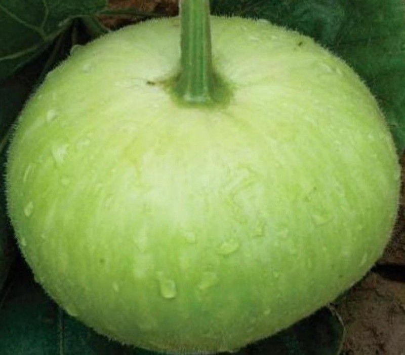 UGRA Bottle Gourd Seeds Round Seed  (250 per packet)