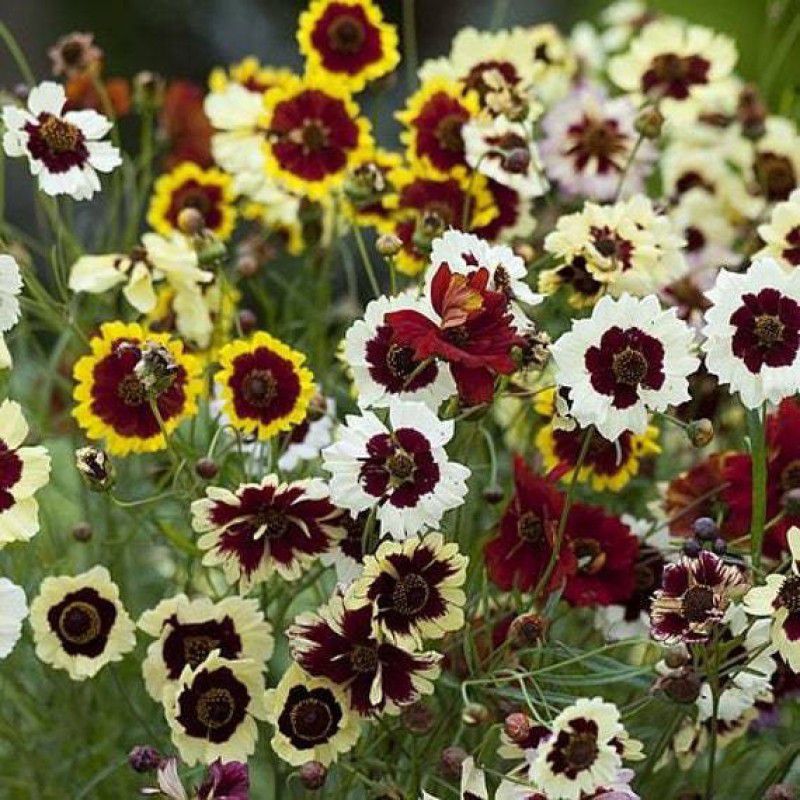 Mozette Coreopsis Seed  (36 per packet)
