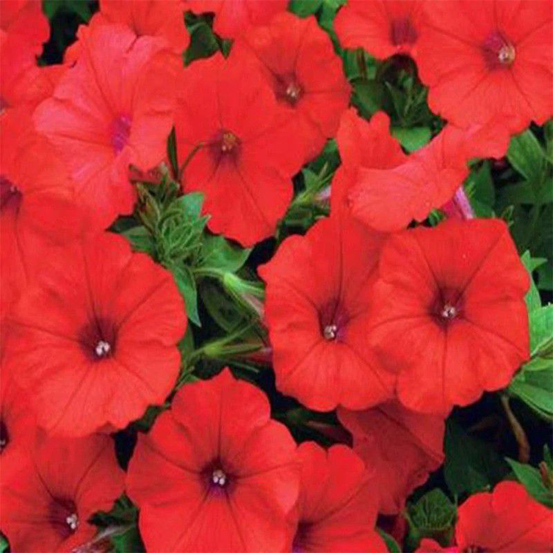 WHADE Petunia red flower Seed  (150 per packet)
