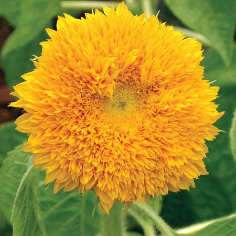 XOLDA Sunflower Teddy Bear Seed  (45 per packet)