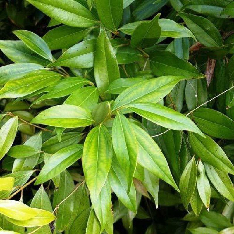 The Entacloo Bay Leaf Plant  (Hybrid, Pack of 1)