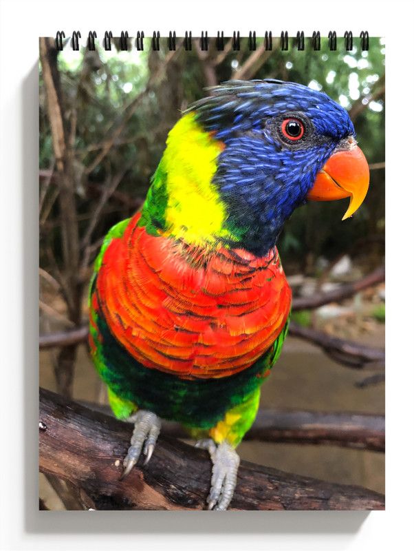 PRINTHUBS A5 Birds Sketchbook for Artists, Students & Kids Drawing Copy,100 Pages S15 Sketch Pad  (50 Sheets)