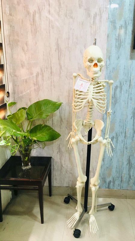 Myra Scientific hgjhhkhj Anatomical Body Model  (NEW)