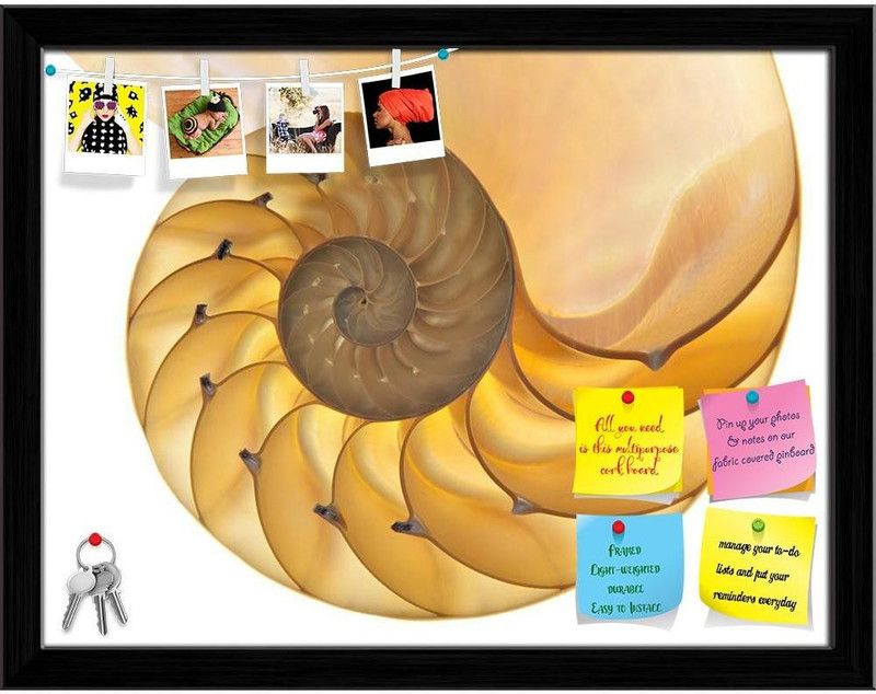 Artzfolio Halved Backlit Shell Notice Pin Board Black Frame 20.8 x 16 inch (53 x 41 cms) Cork Bulletin Board  (Multicolor 20.8 x 16 inch (53 x 41 cms))