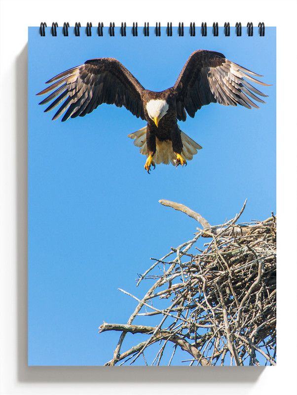 PRINTHUBS A4 Birds Sketchbook for Artists, Students & Kids Drawing Copy,100 Pages S30 Sketch Pad  (50 Sheets)