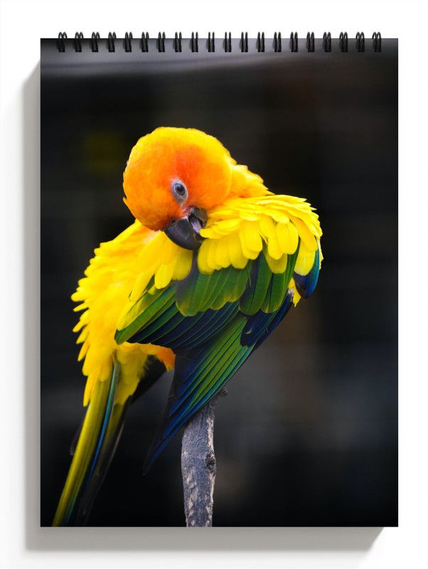 PRINTHUBS A4 Birds Sketchbook for Artists, Students & Kids Drawing Copy,100 Pages S29 Sketch Pad  (50 Sheets)