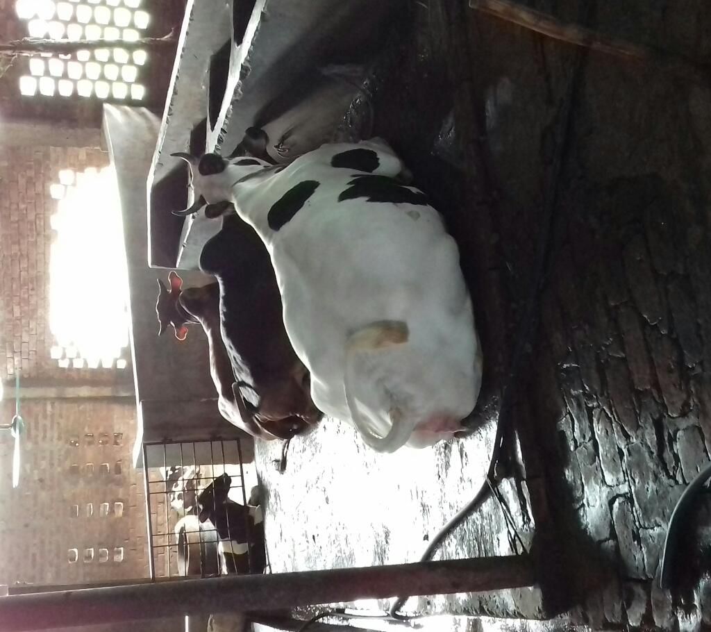 cow
