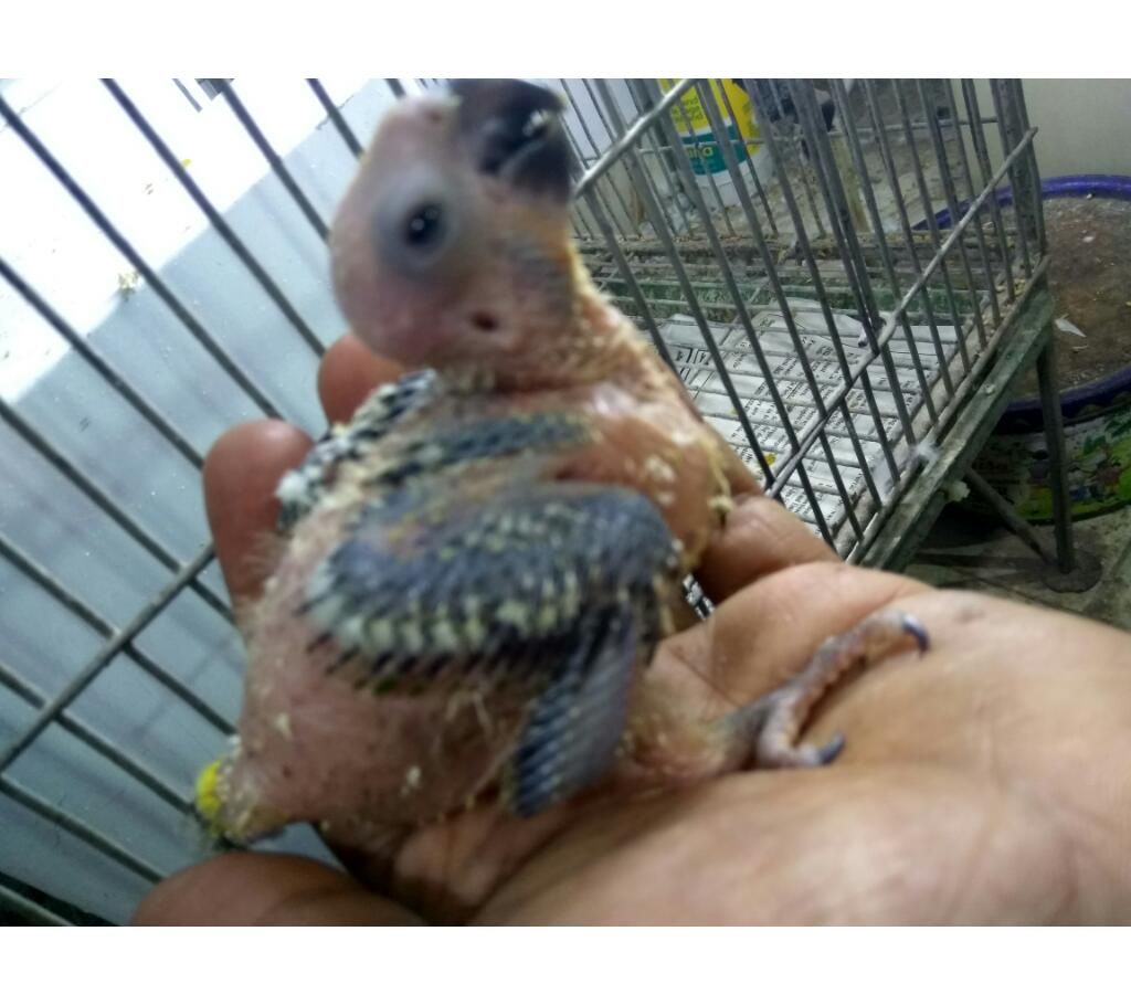 tame size sun conure baby