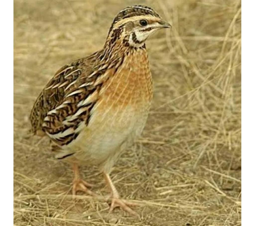 Koyel pakhi
