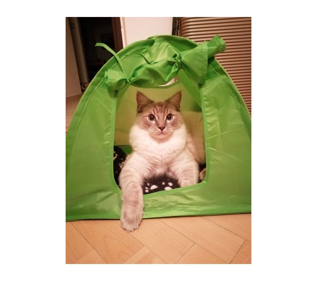 Tent For Cat 