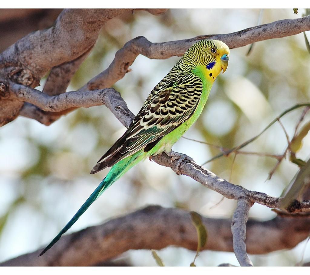 Bajrigar Bird