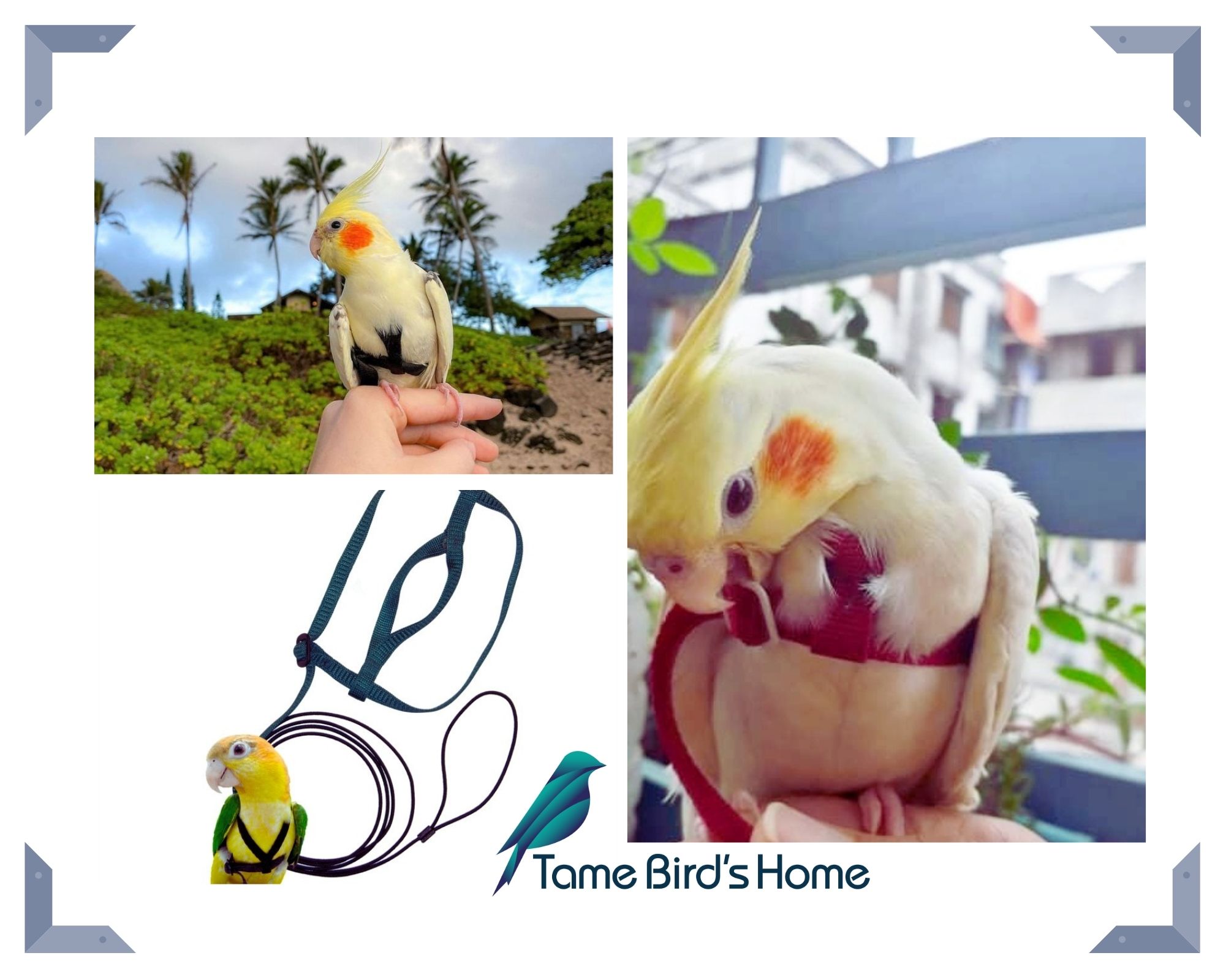 Bird Harness & Leash Cockatiels