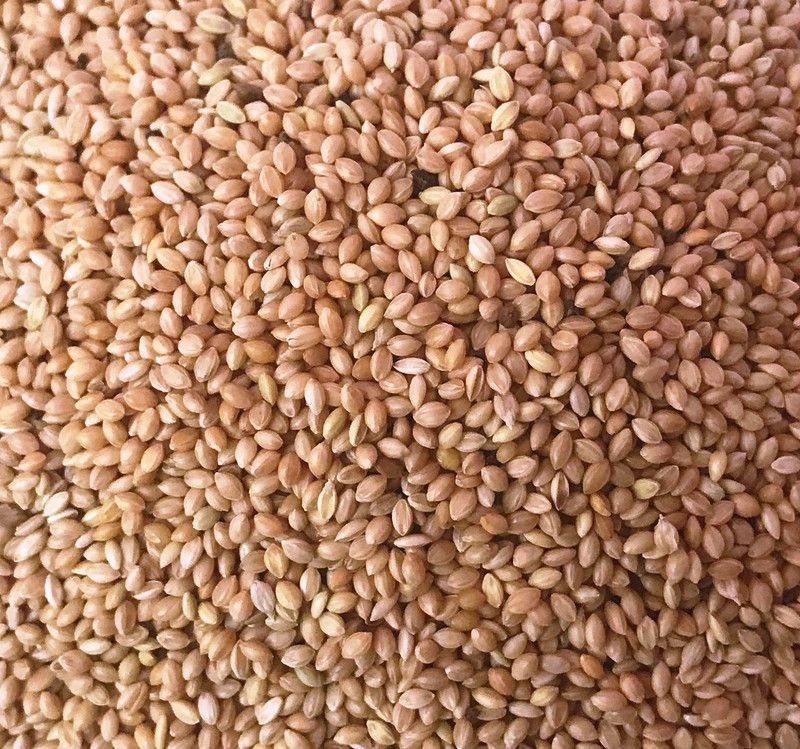 Foodies Puppies Best Birds Food 0.9 kg Dry New Born, Adult, Young Bird Food