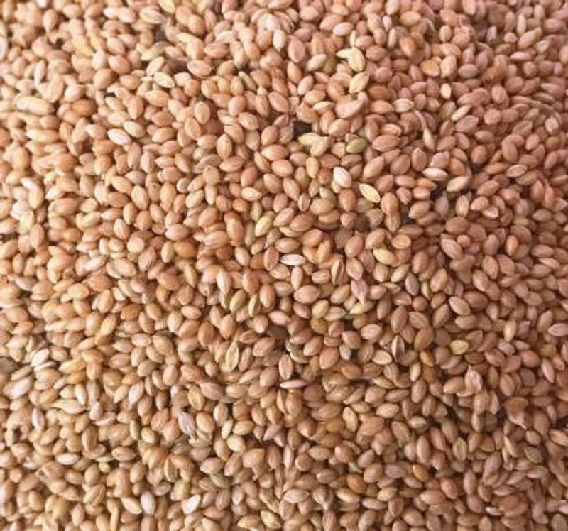 AKSHAT ENTERPRISES BEST QUALTI KANGNI FOOD 2 kg Dry Adult, New Born, Senior, Young Bird Food