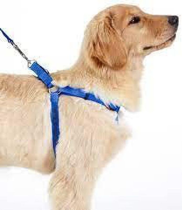 DogTrust Plan Nylon Puppy Harness for Small & Medium Dogs Colour May Vary (0.75 INCH) Dog Harness & Leash  (Medium, Blue)