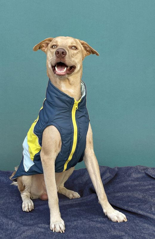 Pet's Way Winter Jacket for Dog  (Airforce, Sky Blue)