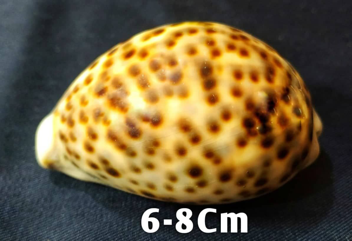 Snail For Aquarium Decoration Or Room Decoration - 1Pcs C40