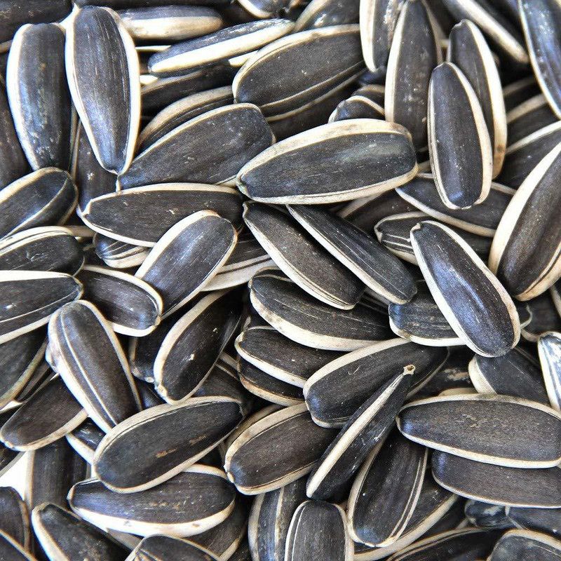 Aquanature Large Seeds for Gray Parrot,Indian Parrot, Exotic Birds 500g 0.12 kg Dry Adult Bird Food