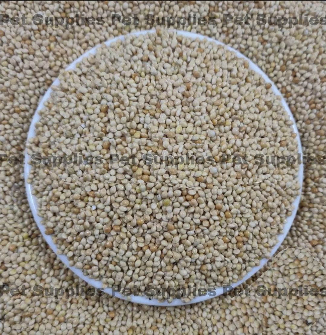 White Millet For Birds -500g